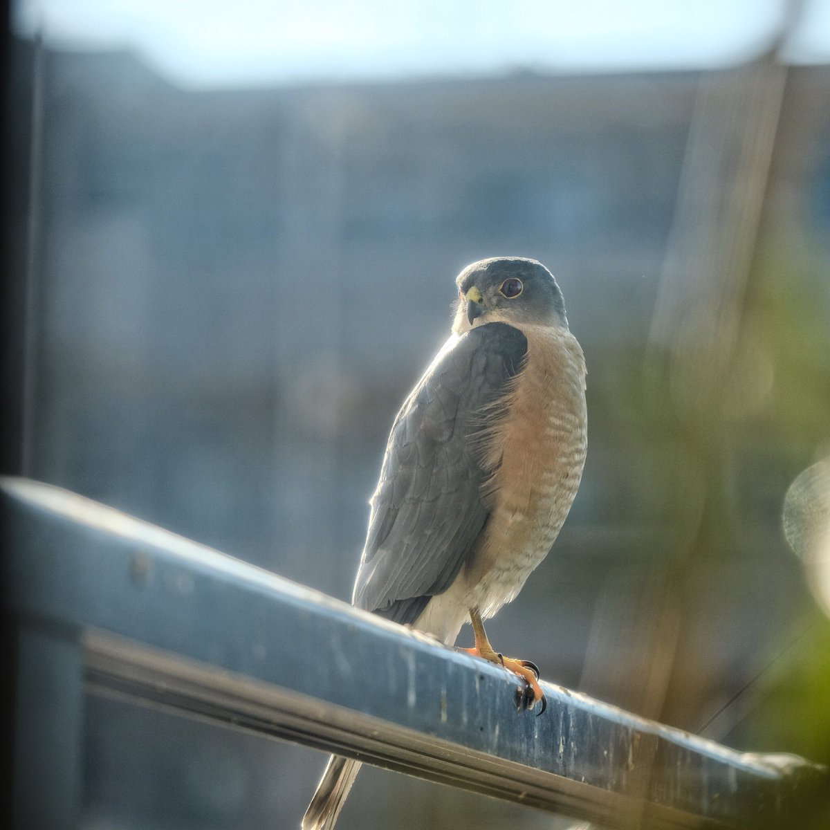 ট ইট র Cyco インスタにも載せましたが うちのベランダにツミ様降臨 こんな所に来るとは サイズはヒヨドリとハトの間くらいの小さな鷹 レンズを近づけても逃げずに睨みつける度胸の据わったやつでした ツミ 鷹 猛禽類 T Co Bvuqu3mbyq