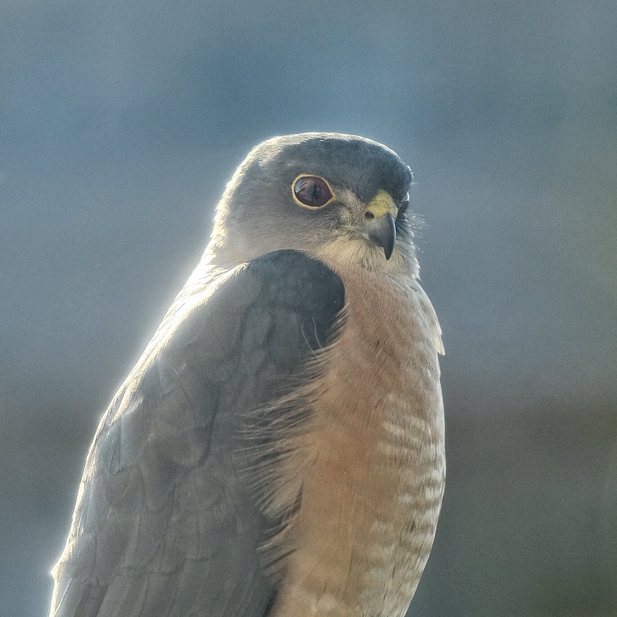 ট ইট র Cyco インスタにも載せましたが うちのベランダにツミ様降臨 こんな所に来るとは サイズはヒヨドリとハトの間くらいの小さな鷹 レンズを近づけても逃げずに睨みつける度胸の据わったやつでした ツミ 鷹 猛禽類 T Co Bvuqu3mbyq