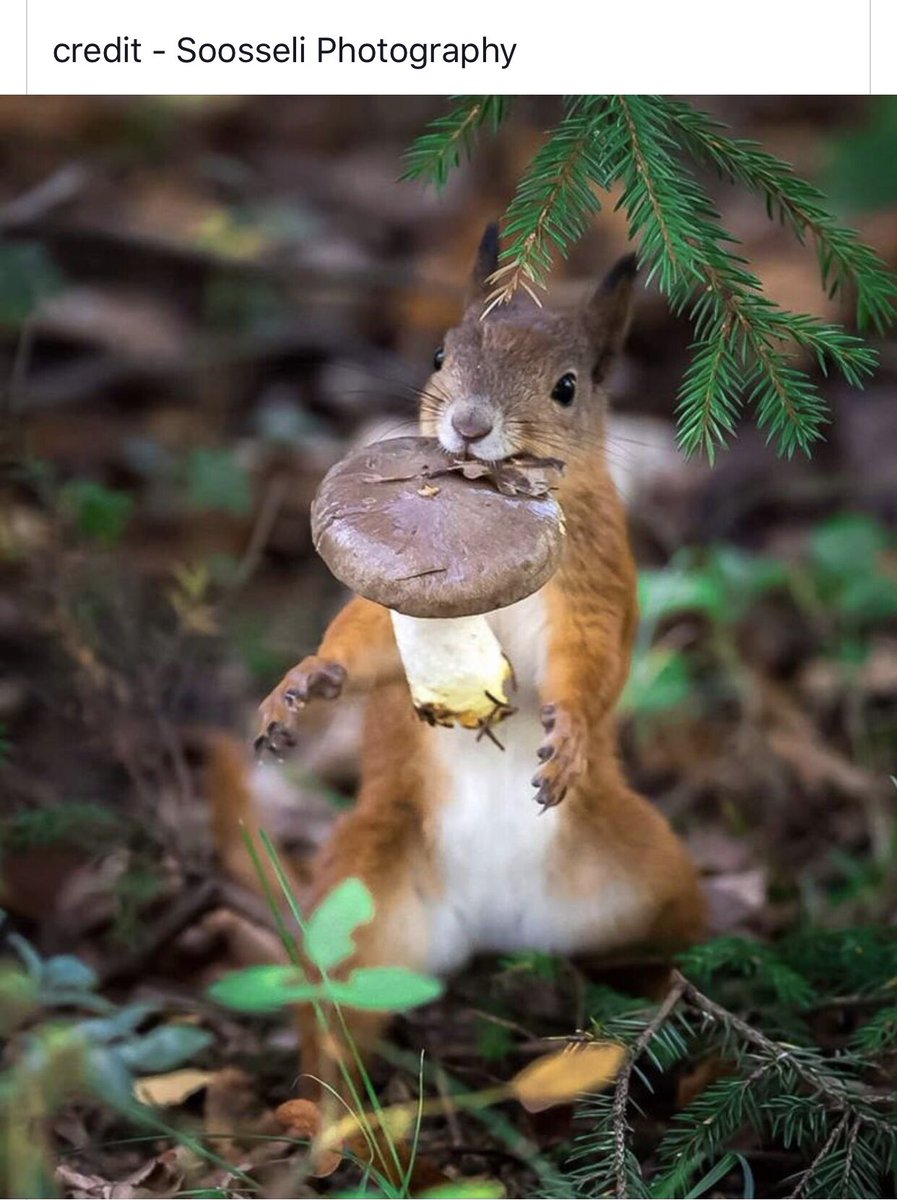 BushySquirrel's tweet photo. Hands up! Who’s still eating leftover biscuits and chocolates from Christmas? 🎉🥳🐿🍁🥳🎉 #IsleofWight #redsquirrel #conservation #BritishWildlife https://t.co/YdNbiP2JUS