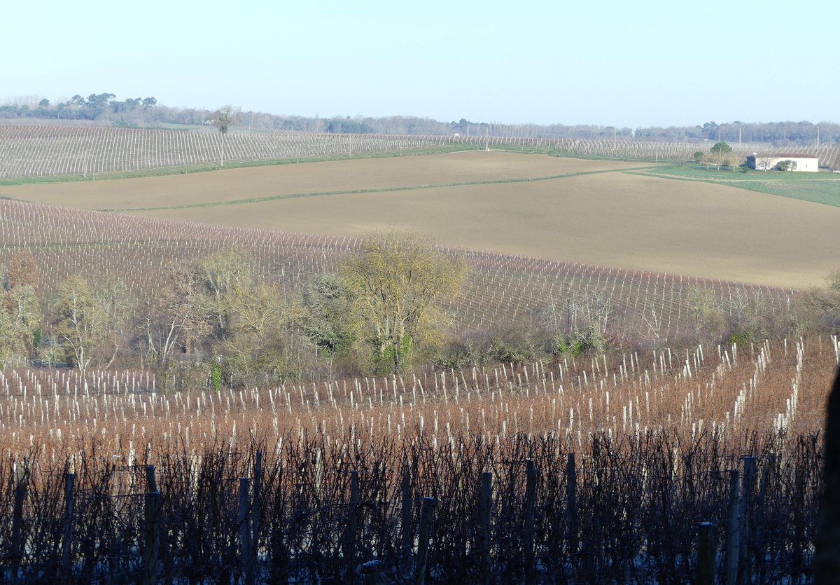 JeanFil4's tweet image. 🎉🎉Samuel, Médéric et Yohan vous souhaitent de filer un excellent coton 2019 dans la joie et la santé. 🎉🎉🎉

En attendant de découvrir notre nouvelle collection, voici des clichés de notre future parcelle cotonnière entre vignes et forêts.🍇📸🌳