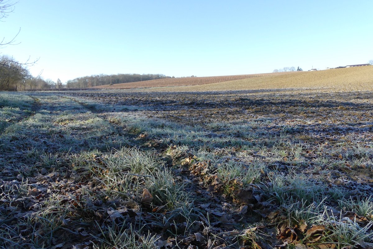 JeanFil4's tweet image. 🎉🎉Samuel, Médéric et Yohan vous souhaitent de filer un excellent coton 2019 dans la joie et la santé. 🎉🎉🎉

En attendant de découvrir notre nouvelle collection, voici des clichés de notre future parcelle cotonnière entre vignes et forêts.🍇📸🌳