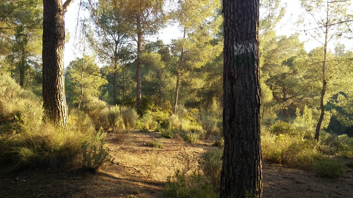 neus_mv's tweet photo. SL-CV 120 La Font Amarga- El Castellet https://t.co/fmoOViXiFp