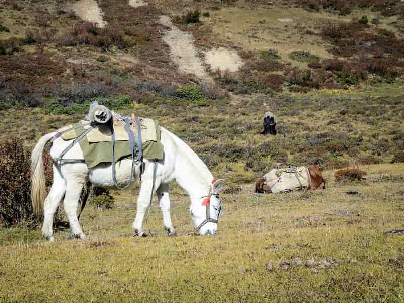 bhutandaytrip's tweet photo. Chele La ⛰️is located at 3810m, between the valley of Paro and is the highest road pass in Bhutan.
The drive  to Chele La is through dense spruce and larch forests. You will encounter various sights such as frozen river, waterfall, forest and yaks grazing peacefully. https://t.co/ldrJf5x6KO