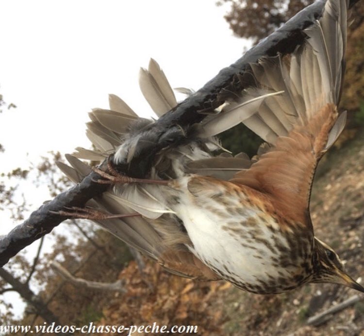 LoicDombreval's tweet image. Le Conseil d'Etat a validé la pratique de la chasse d'oiseaux à la glu.
Alors que la #biodiversité s’effondre, on autorise en France cette #chasse non sélective, qui en plus maltraite et abime les #oiseaux. Il faut de nouveau attaquer cette décision !@Nice_Matin @laprovence