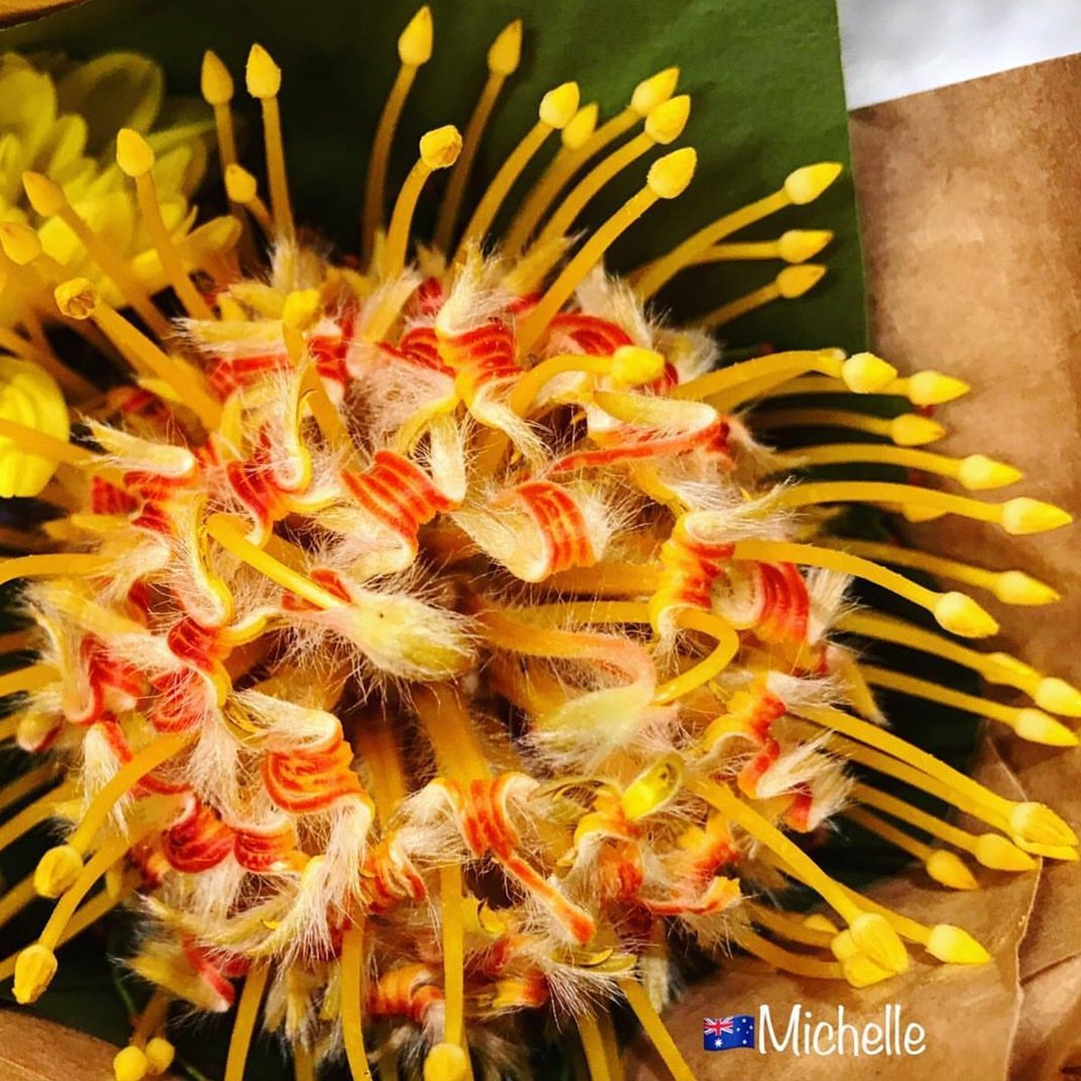 seek2click's tweet photo. Beatiful flower photography by
@sublimeforceofnatureaustralia
on Instagram
#seek2click #mobilephotography
#mobileclick #Flowers https://t.co/J8Qf46v8Eq
