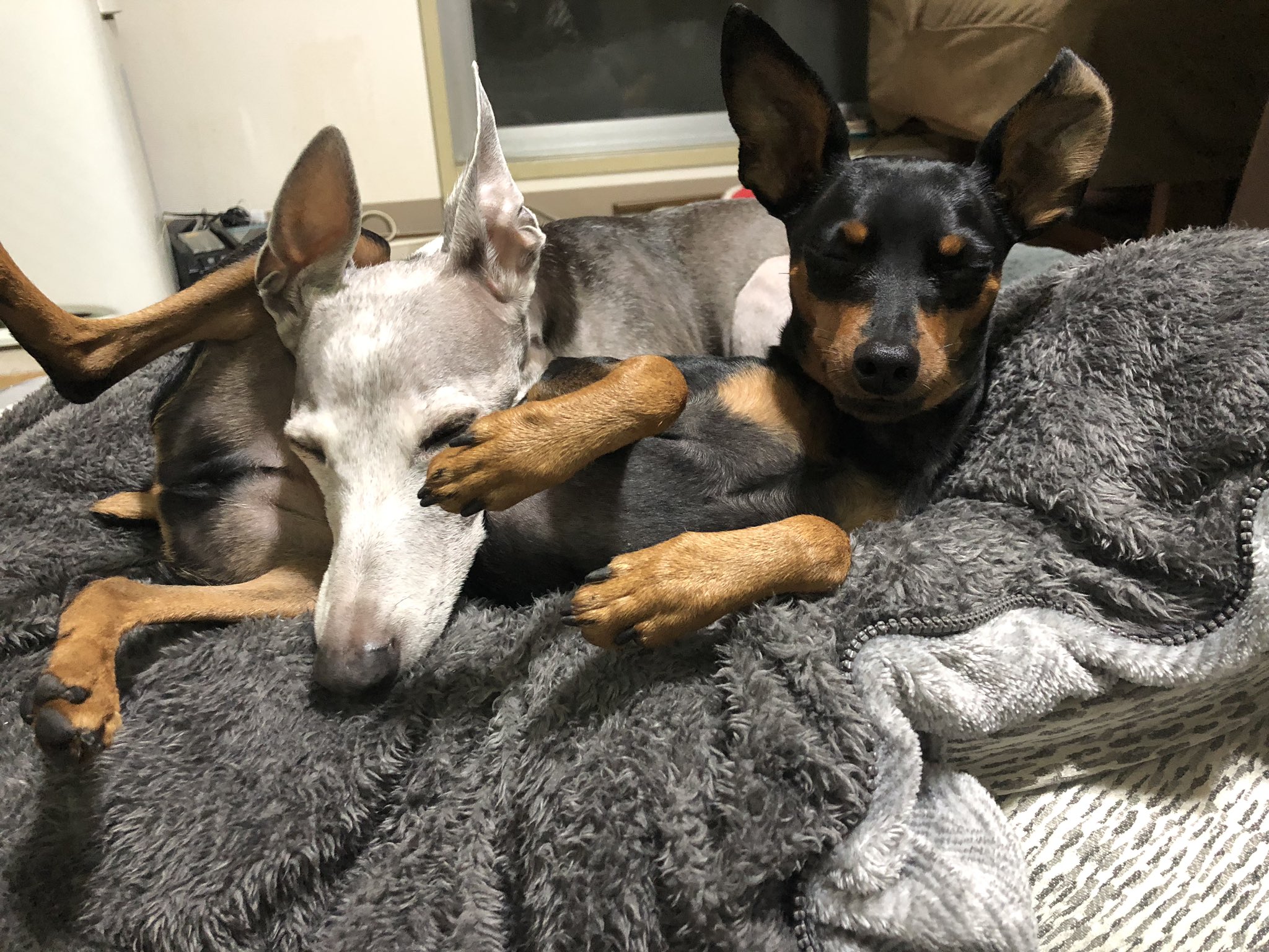 4wanz お犬さん イタリアングレーハウンド イタグレ Italiangreyhound 多頭飼い ミニピン ミニチュアピンシャー ブラックタン Miniaturepinscher レミー Lemy 3歳 4wanz お犬さん イタリアングレーハウンド イタグレ Italiangreyhound 多頭飼い ミニピン ミニチュアピンシャー ブラックタン Miniaturepinscher レミー Lemy 3歳