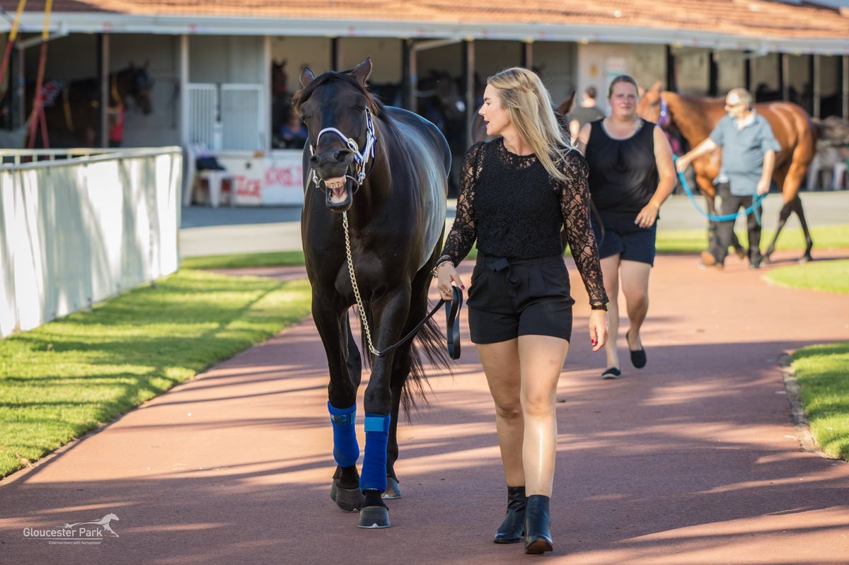 Racing WA - Harness tweet media