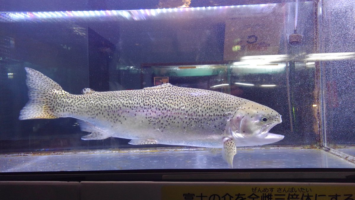 ふじの すけ 魚