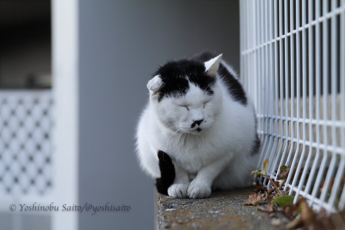 Yoshi S 谷中 夕焼けだんだんに居た猫 普段 猫を撮るなんてことはほとんどやらない 猫 ネコ ねこ 谷中銀座 夕焼けだんだん 谷中