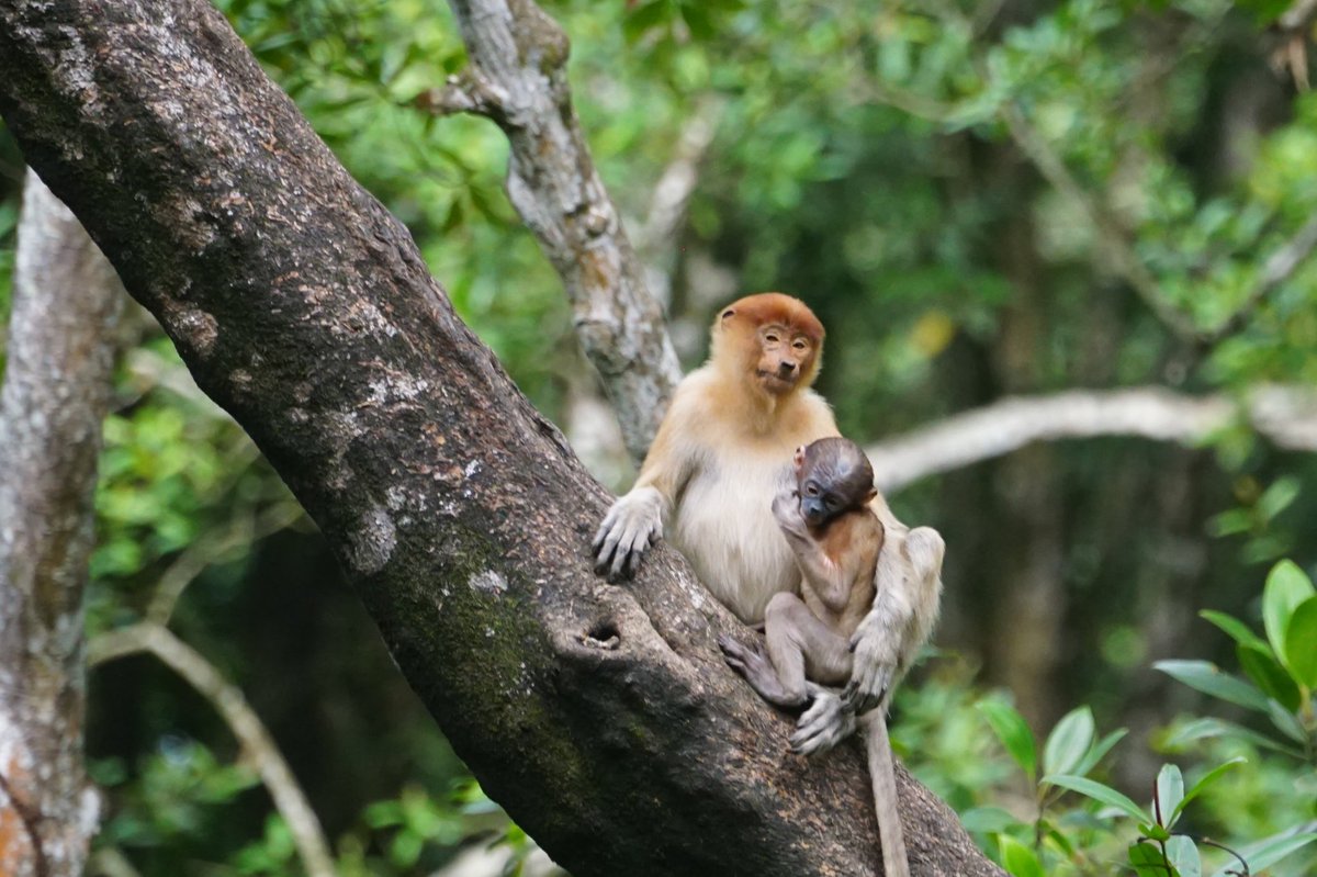 CamGoodhead's tweet image. A very cute Proboscis monkey cuddle to brighten your day #FieldBorneo #Fieldcoursefortnight