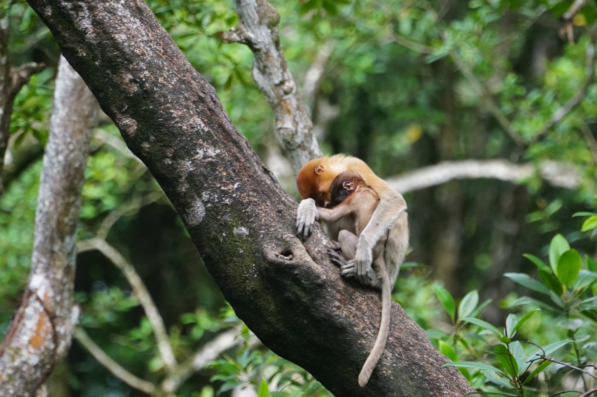 CamGoodhead's tweet image. A very cute Proboscis monkey cuddle to brighten your day #FieldBorneo #Fieldcoursefortnight