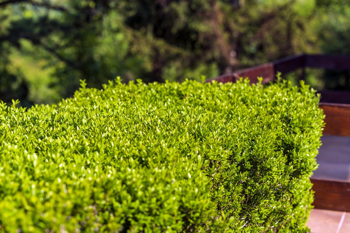 HedgeXpress's tweet photo. One of the best things about opting for a #yewhedge is that they can be kept in check with pruning just once or twice a year, making them a remarkably #lowmaintenance choice: https://t.co/VNghrcVM1h https://t.co/zMnLyo3S3k