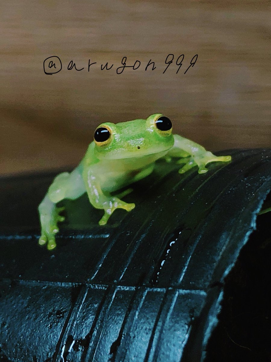 あるごん Argon フライシュマンアマガエルモドキ Hyalinobatrachium Fleischmanni 黒目が大きい日 この時は動きがいつもより素早い 何も変わったことはしていないのに 何が君をそうさせるんだ かわいいぞ T Co Igcetihegu