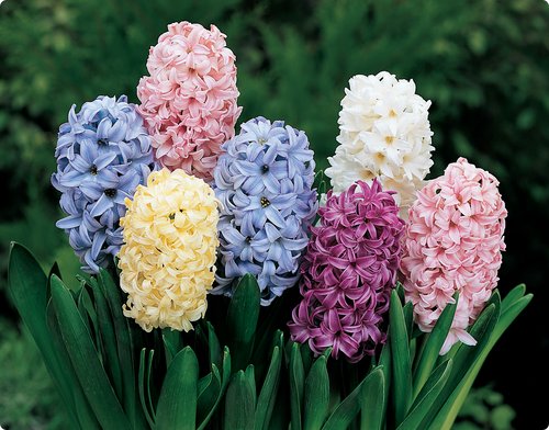 ♡ หมิวเองก็ลำบาก ☺︎. യ ft 10 มิถุนา on Twitter: "ดอกไฮยาซินธ์ (Hyacinth) เป็นดอกไม้ที่มาจากทางตะวันออกของทะเลเมดิเตอร์เรเนียนเรื่อยไปทางตะวันออกจนถึงอิหร่านและเติร์กเมนิสถาน เป็นดอกไม้ที่นิยมมากในราชสำนักยุโรป มีดอกคล้ายระฆังมองดูคล้ายดาวห้าแฉก มี ...