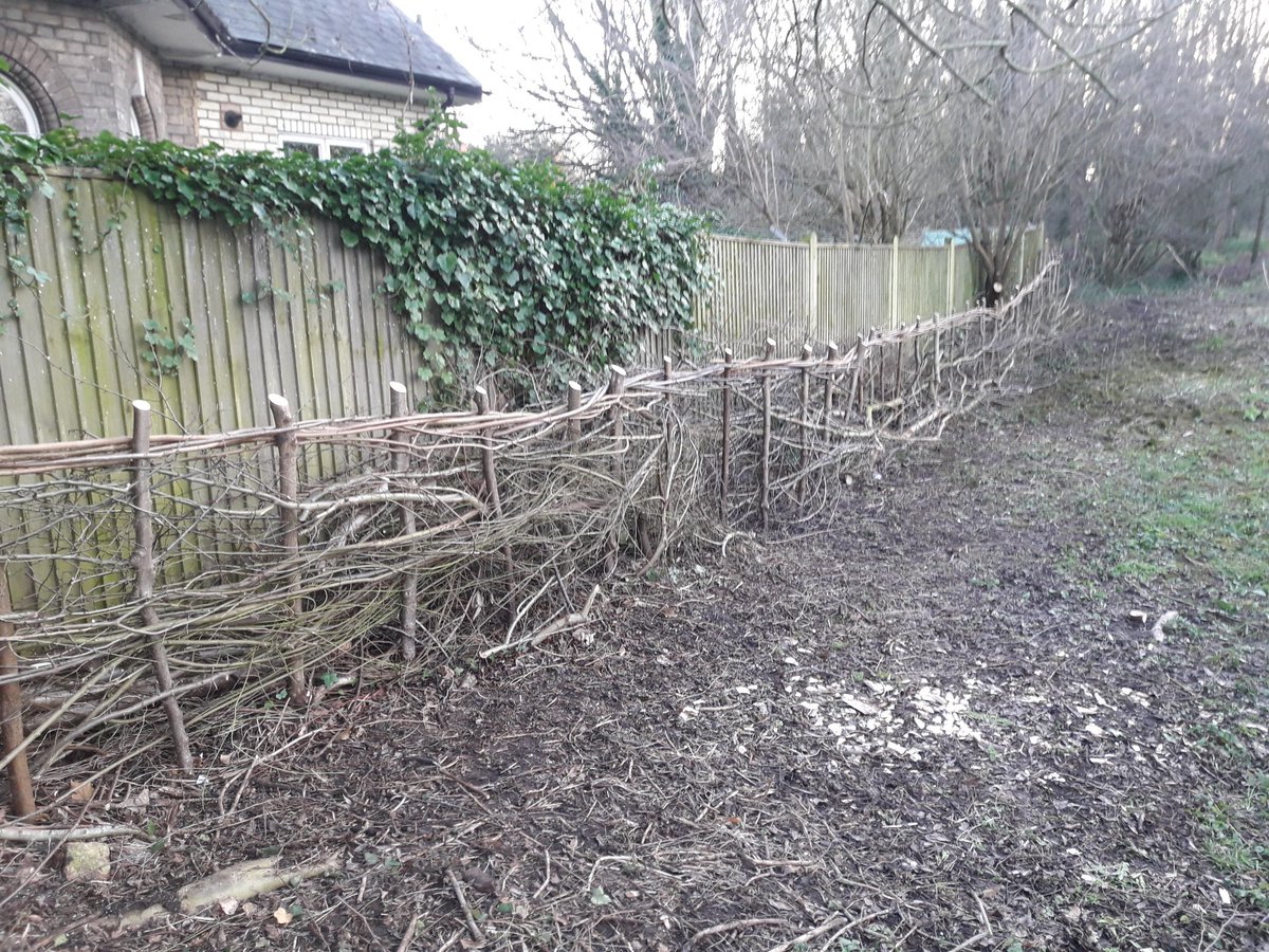 Emily our gardener <a href="/MordenHallPkNT/">Morden Hall Park NT</a> having an afternoon away from the gardens and having a go at #hedgelaying. Been a team effort from all our outdoor #volunteers. Just the last bit left to do.