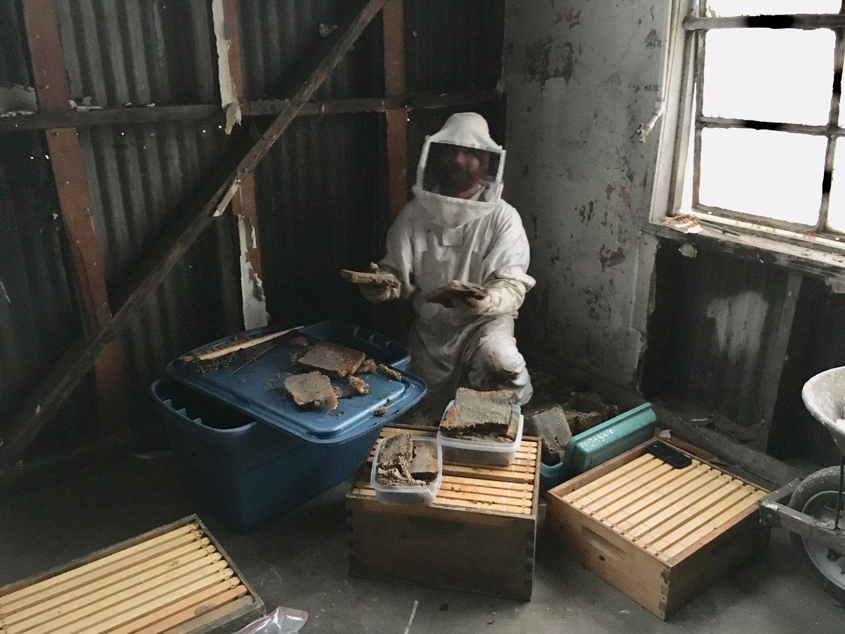CalCoastBeer's tweet photo. Also hidden under all that drywall? 🐝🐝🐝 Our friend Sean saved the bees and brought back this huge jar of honey from the hives that we’ll use in a batch of our brew. How cool is that? 🍯🍺#calcoastbeer #lifeisgoodouthere https://t.co/rDnuQjRtAI