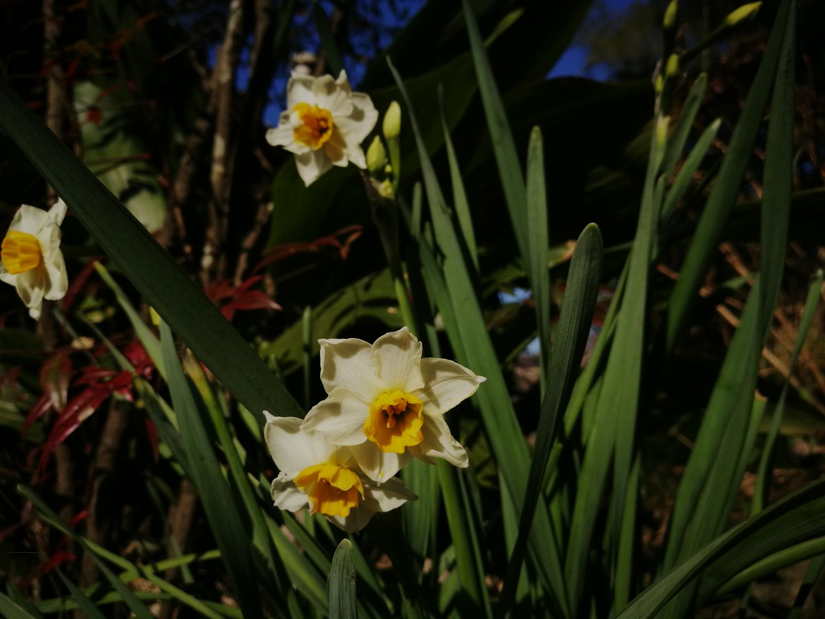 惹起一休 בטוויטר 水仙の英名 学名はnarcissus ナルキッソス ナルシス ギリシャ神話の美少年ナルキッソスが死んだあと そこには 水仙の花が咲いた 松井冬子 Narcissus07 S Houseミュージアム 岡山市 17年撮影 現在は展示されてない T Co