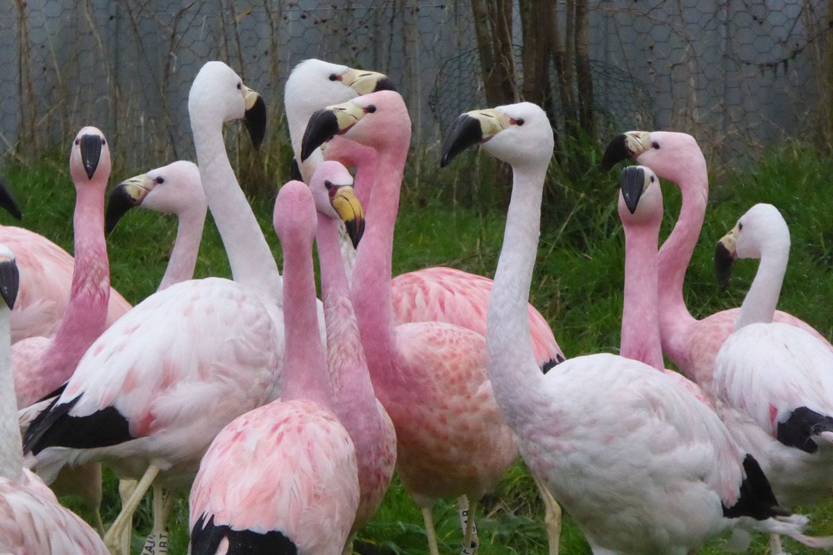 WWTSlimbridge's tweet photo. Take a look at the different shades of pink in our Andean flamingo flock. The parents are getting whiter and whiter because they lose their pink pigments (which comes from their diet) through the milk that they feed to their young! #FlamingoFriday https://t.co/A3sqM83O2D
