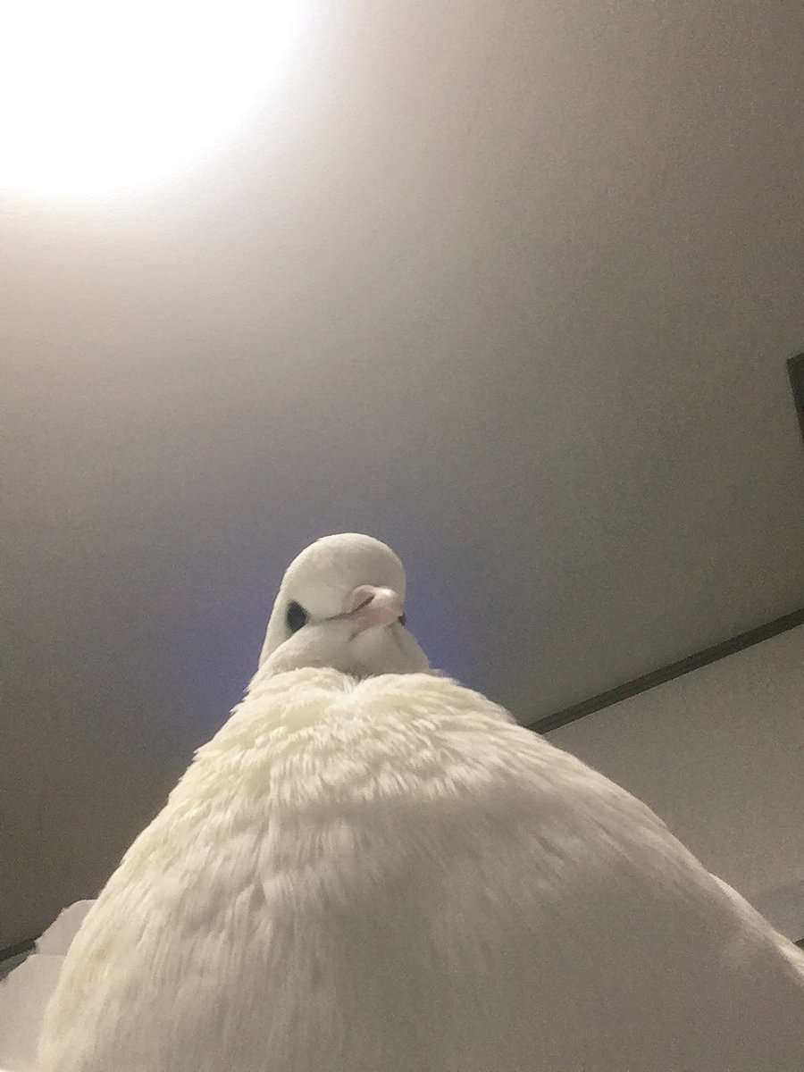 なーんだこりゃ?
バインバインらむちゃん('ω')!!

#鳩 #クジャクバト #らむちゃん