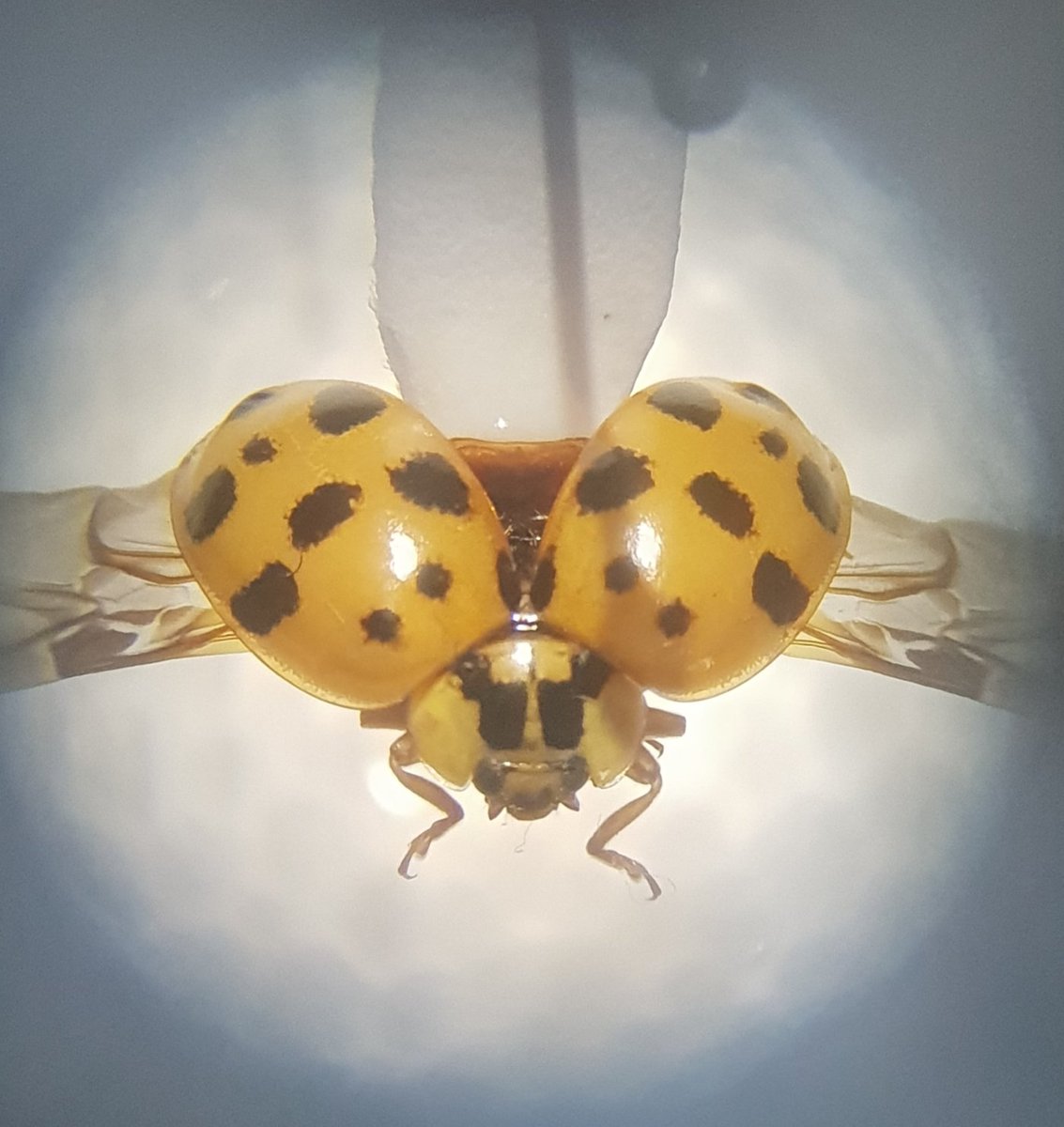 earmstrong91's tweet photo. CARDED! Quite proud of this one.
Harlequin Ladybird with wings out, elytra open, all legs and tarsi attached... and nothing broken!
@UniRdg_Ento #MScEntoRes
#entomology #Ladybird #collection #beetle #Coleoptera #Coccinellidae https://t.co/iO8H7GZd4Z