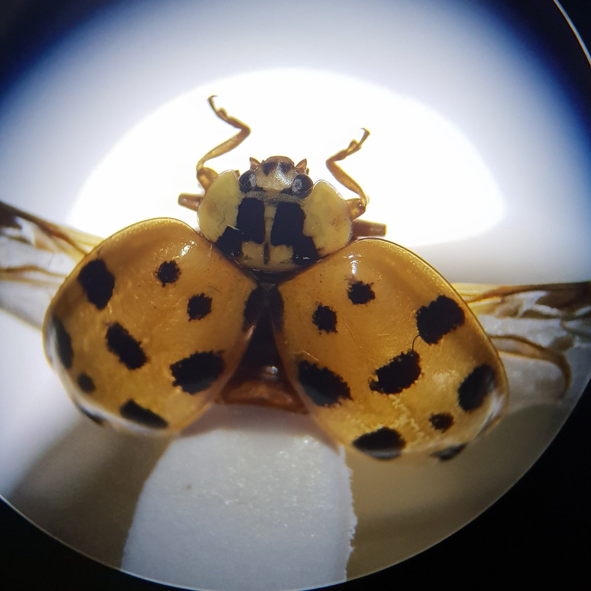 earmstrong91's tweet photo. CARDED! Quite proud of this one.
Harlequin Ladybird with wings out, elytra open, all legs and tarsi attached... and nothing broken!
@UniRdg_Ento #MScEntoRes
#entomology #Ladybird #collection #beetle #Coleoptera #Coccinellidae https://t.co/iO8H7GZd4Z