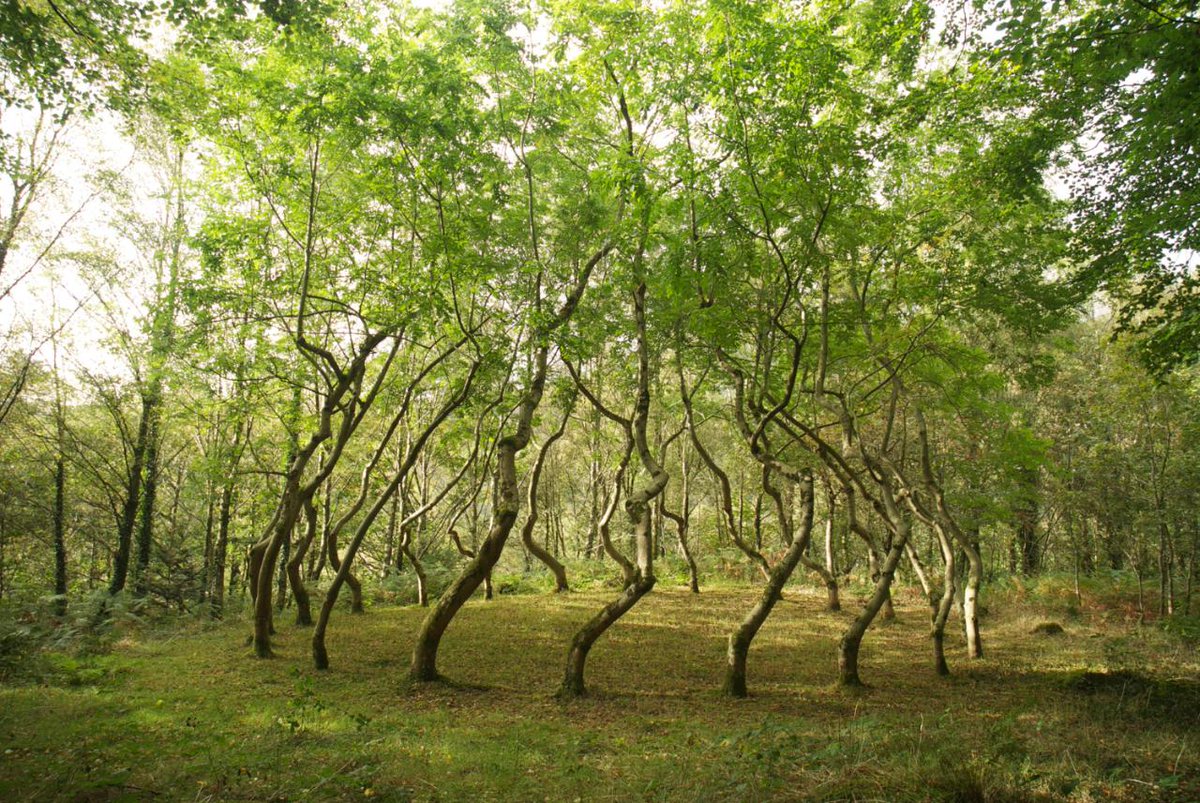 Did you know...

The "Ash Dome" is a top secret work of land art made from trees planted by David Nash in 1977?
It is well-hidden somewhere in Snowdonia...

#NationalTriviaDay
#wales #art