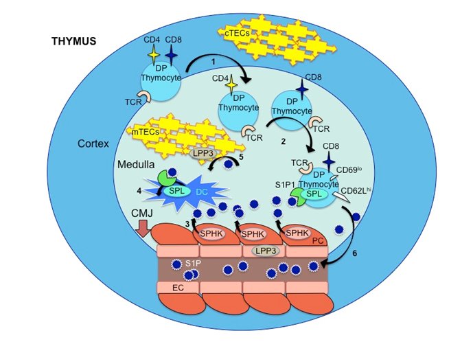 immunologyjour1's tweet photo. The low down on sphingosine-1-phosphate lyase as a regulator of thymic egress
Read More: https://t.co/GY2dJU39iI
#Sphingosine1phosphatelyase #Thymicegress #Lymphocytes #Trafficking #S1PR #Dendriticcell #Autoimmunedisease #FTY720 #Fingolimod https://t.co/qrcijdmWBF