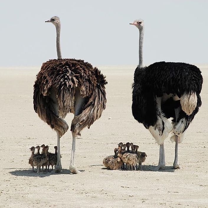 GF_Shop's tweet image. The Etosha Pans can be a harsh place for little ostriches - thanks goodness for mom and dad for your shadow 🌡☀️
@elskevelden 
#wildliveplanet #wildlifeconservation