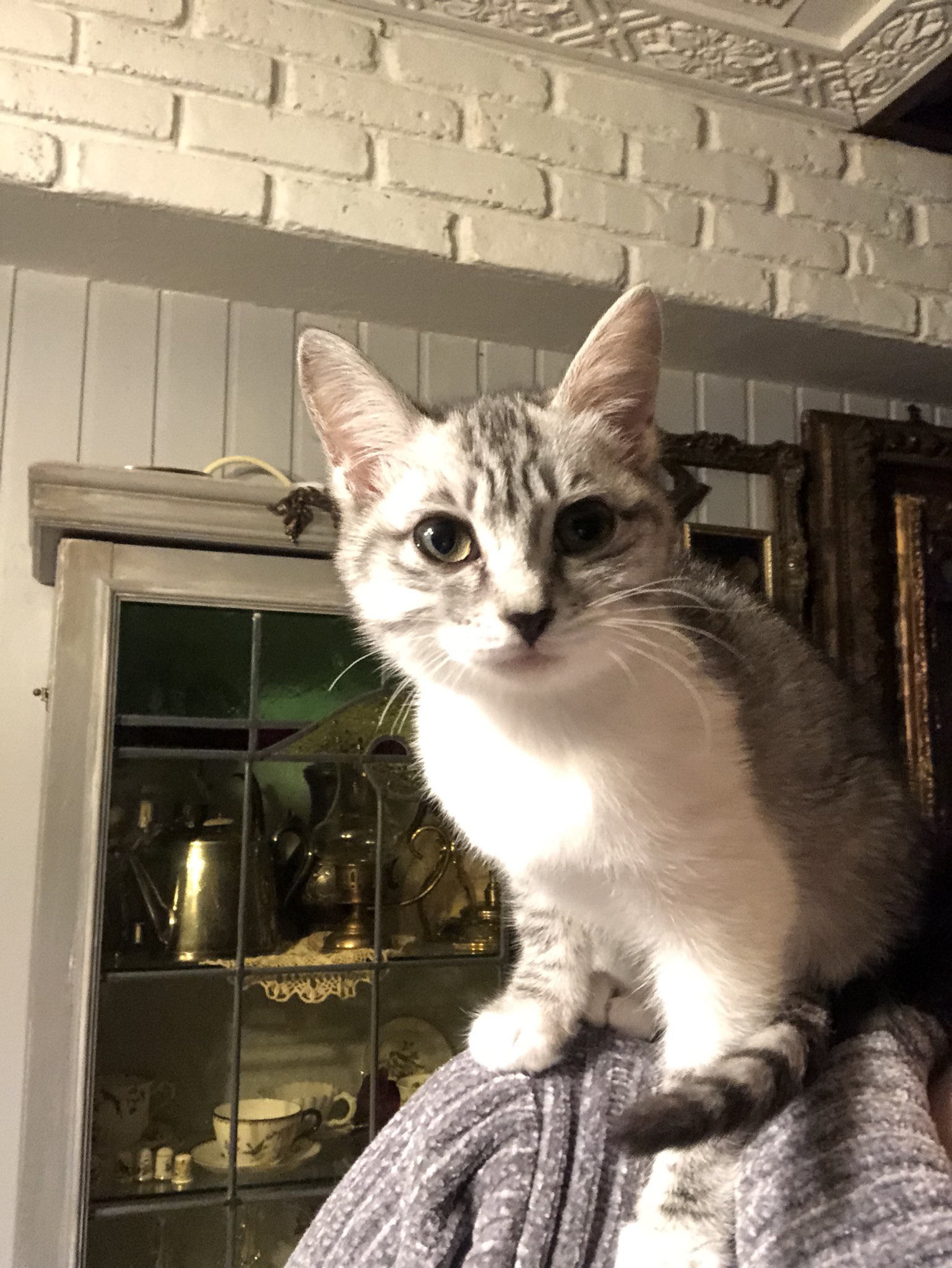 マメ ｋ リアル テトと暮らす者として推察するなら ナウシカはかなりの肩こりだと思う 服の肩は小さな穴が開いているか 糸がびろびろ となっていると思う 服を脱げば肩に踏ん張った時にできる無数の爪痕がついていると思う テト 肩乗り ミクロ