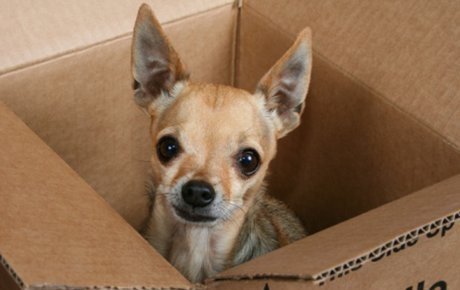 If #MovingHome is incredibly stressful for us humans imagine what it's like for our #pets 🐕🐈🐇 
reallymoving.com/removals/guide… 
Source: <a href="/reallymoving/">reallymoving</a> 
#MovingHouse #Removals #VanHire #SouthLondon #London