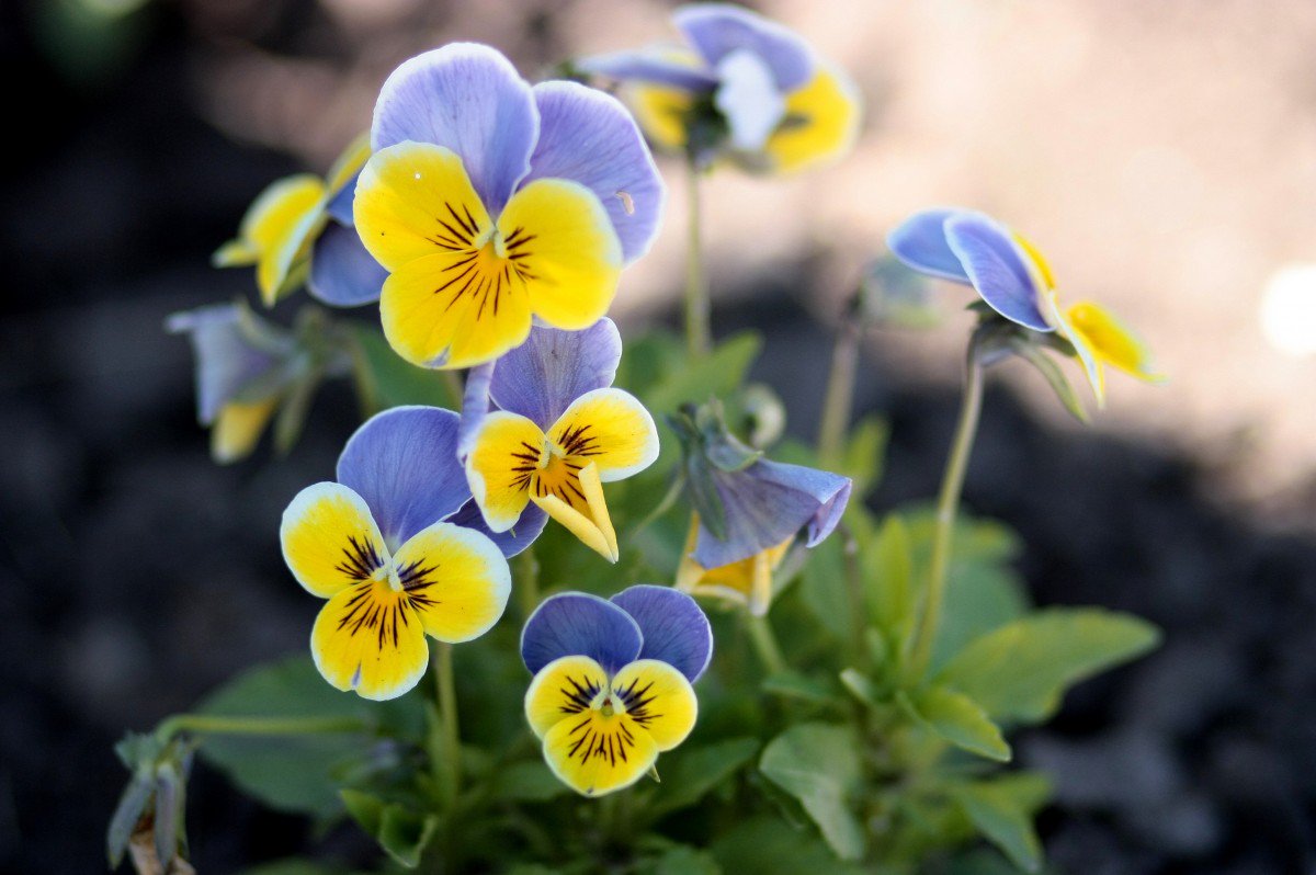 BurbankFlower's tweet photo. Best winter flowers! 🌸🌺🌼🌷

#BurbankFlowerDelivery #FlowerDeliveryBurbank #flowermagic #flowerlove #Flowers #losangeles #flower #florist #flowerdelivery #floral https://t.co/58v5E0iTMF