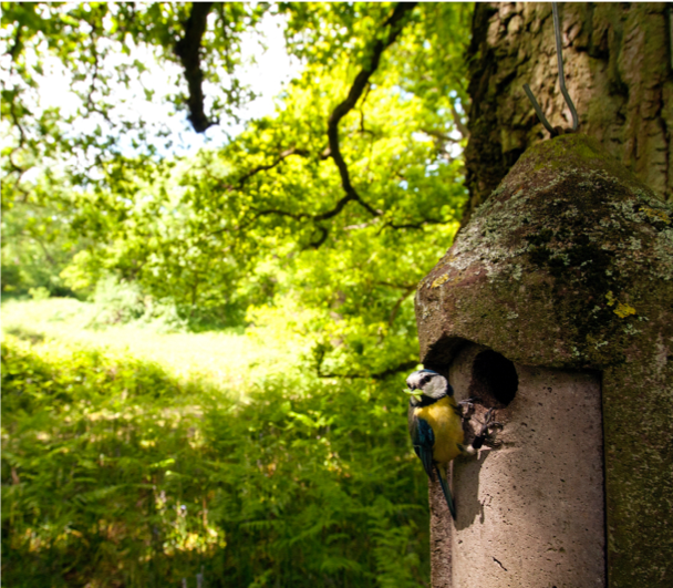 WythamTits's tweet photo. We are recruiting! Interested in working on the long-term study of Great &amp; Blue Tits here in Oxford this spring? Multiple field assistant positions available! https://t.co/ynOBBNK97o