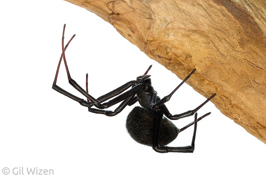 wizentrop's tweet photo. Black widow spiders have a fearsome reputation due to their strong neurotoxic venom, but the truth is they are very reluctant to bite and inherently cryptic, hiding in dark corners and crevices. Chances are you will never seen one unless you are looking for it. #ROMspiders https://t.co/lG474MOmN0