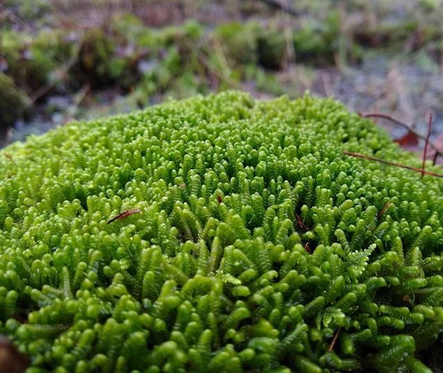 DHConservancy's tweet photo. The high levels of rainfall coupled with warm days in the 50s this winter mean that you can still find areas of bright green in the forest--like this vibrant patch of moss.
#moss #nature #landtrust #dhconservancy #delawareriver #landconservation #conser… https://t.co/FiABWxsCoG https://t.co/SsIf2DpZwu