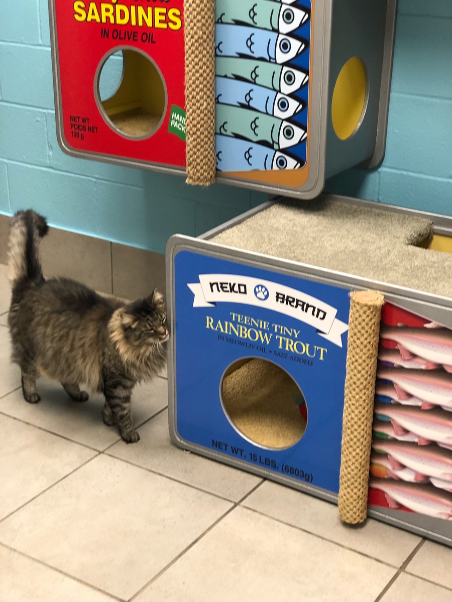 SqPaws's tweet photo. So what that millennials don’t own can openers? These kitties at Spicewood Springs Animal Hospital in Austin, TX are lovin’ their oversized fish “candos”!
#catsdontcare #squarepaws #kittycando #animalhospital #meowlivoil #rainbowtrout #sardines #anchovies #cats https://t.co/jhbz9kXqkO