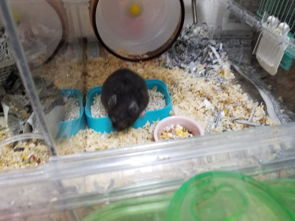 コムコム 我が家の老ハム用のレイアウトです 床はポットカーペットで暖房してます 老ハムは歯が悪い場合もあるんで ペレットは水で柔らかくしたものを試してあげてください
