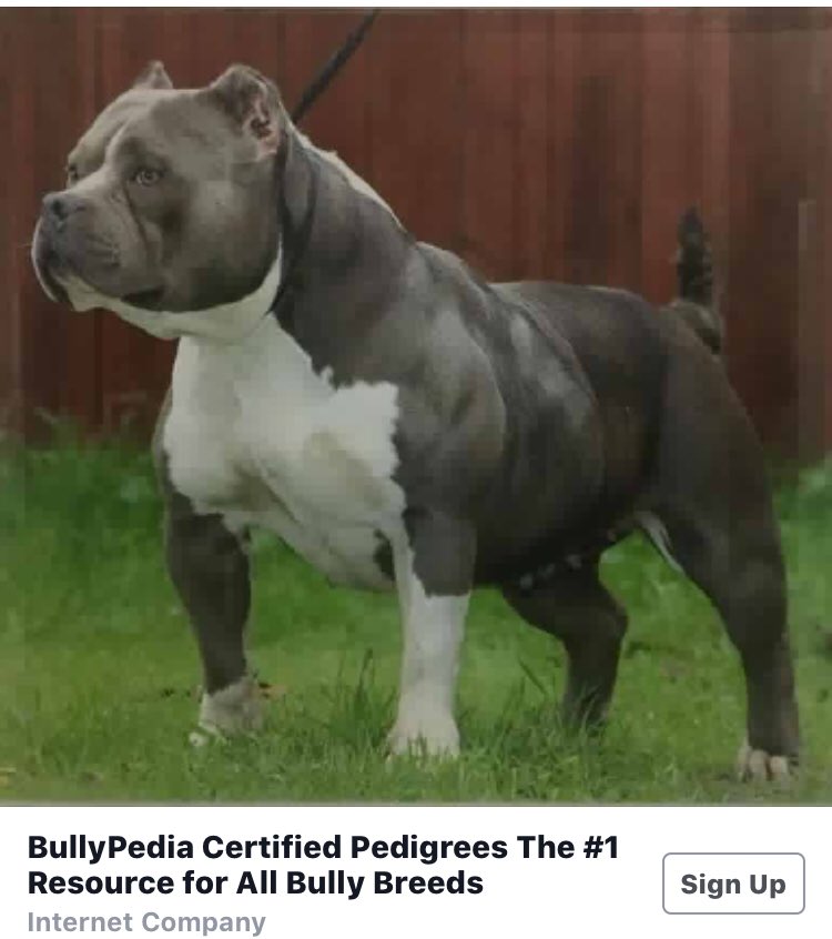 american bully pedigree
