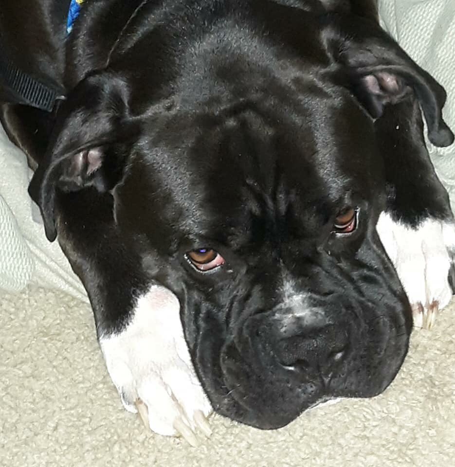 HavenBoxer's tweet photo. https://t.co/LIB5L2Qxah @OwnedByaBoxer #SeeWhatWeCanChangeTogether #JustRescueIt #MakeADifference @BoxerWorld @BoxerDogUnion #BoxerHavenRescue #BoxerPuppy #ForTheLoveOfAnAdoptedBoxer #boxersofinstagram #boxersoftwitter @mbobb3149 #boxersofinstagram #boxersoftwitter #PuppyLove https://t.co/NJWrQLk5pY