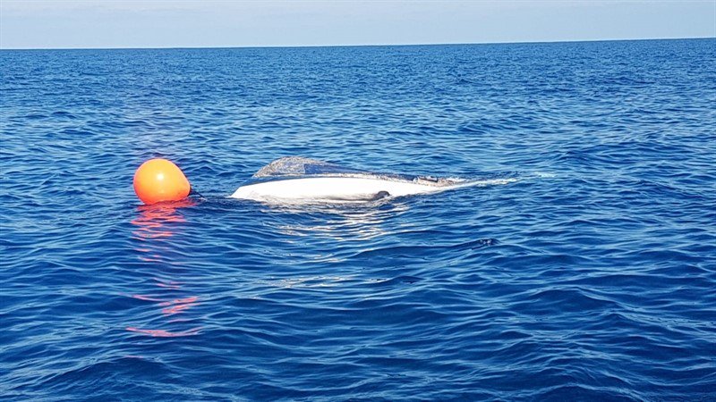 Salvamento Marítimo busca a una persona en el mar tras incendiarse una embarcación al sur de Lanzarote dlvr.it/QvyMj0 Fuente <a href="/EPCanarias/">EuropaPress Canarias</a>