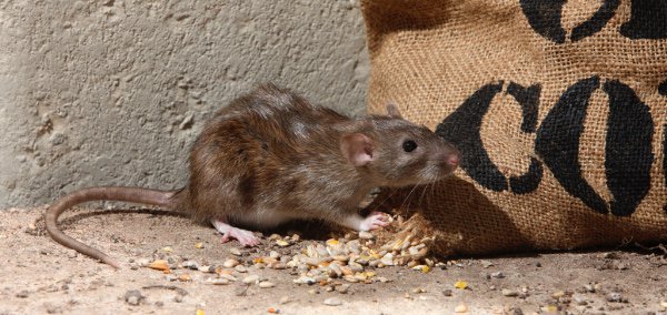 CHS_PestContro's tweet photo. We get rid of rats, mice, wasps, ants, cockroaches, squirrels and other vermin from commercial and domestic properties. https://t.co/MQIFISfd3M #PestControl #Cleaning https://t.co/jCIwmTO2b9