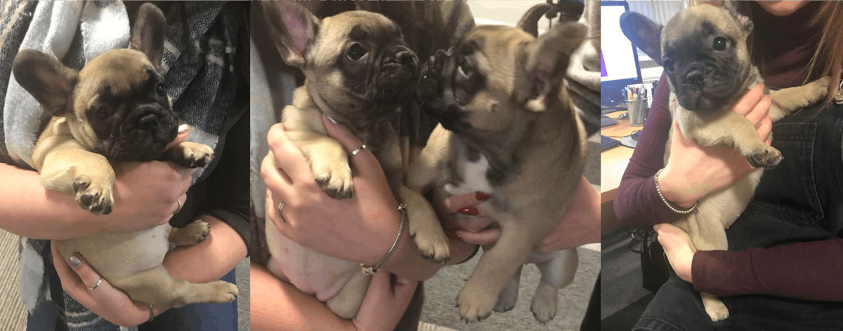 We've had the cutest little visitors today! Meet Gus and Suzy 🐶🐶 

#officedogs
