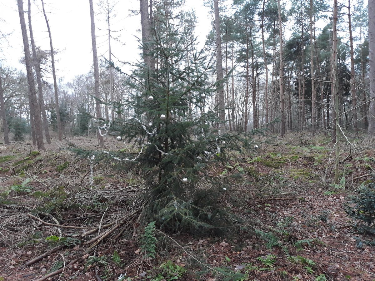 Nog een versierde kerstboom in het bos van Oranjewoud