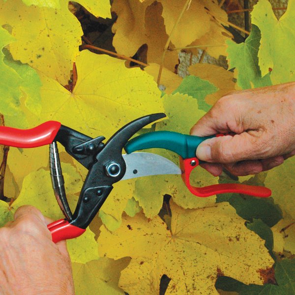 KingsSeeds_UK's tweet image. Tool Sharpener - Handy tool that is ideal for sharpening secateurs, garden snips, garden scissors and knives. Tried and tested by Andrew, our Seed Purchasing Manager, who said they worked really well 😃 ➡️ bit.ly/2VtlGXa #toolsharpener #handytool #kingsseeds #allotment