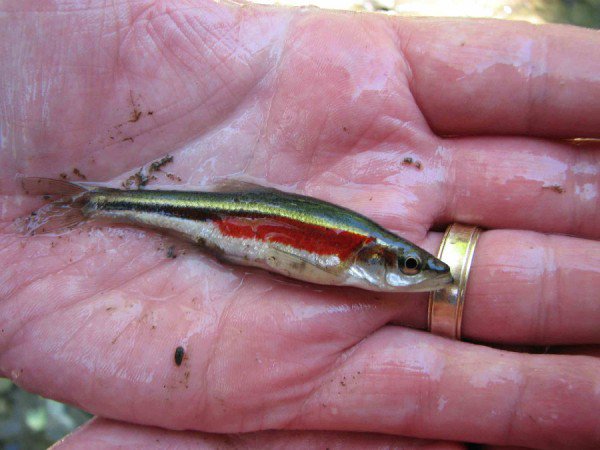NSERC / CRSNG (@nserc_crsng) on Twitter photo A species of small but mighty fish are the latest residents of <a href="/PitcherLab/">Trevor E. Pitcher</a> <a href="/UWindsor/">University of Windsor</a> — pioneers in the quest to bring endangered fish back from the brink of extinction. ow.ly/XB7B50k6ipy A species of small but mighty fish are the latest residents of <a href="/PitcherLab/">Trevor E. Pitcher</a> <a href="/UWindsor/">University of Windsor</a> — pioneers in the quest to bring endangered fish back from the brink of extinction. ow.ly/XB7B50k6ipy