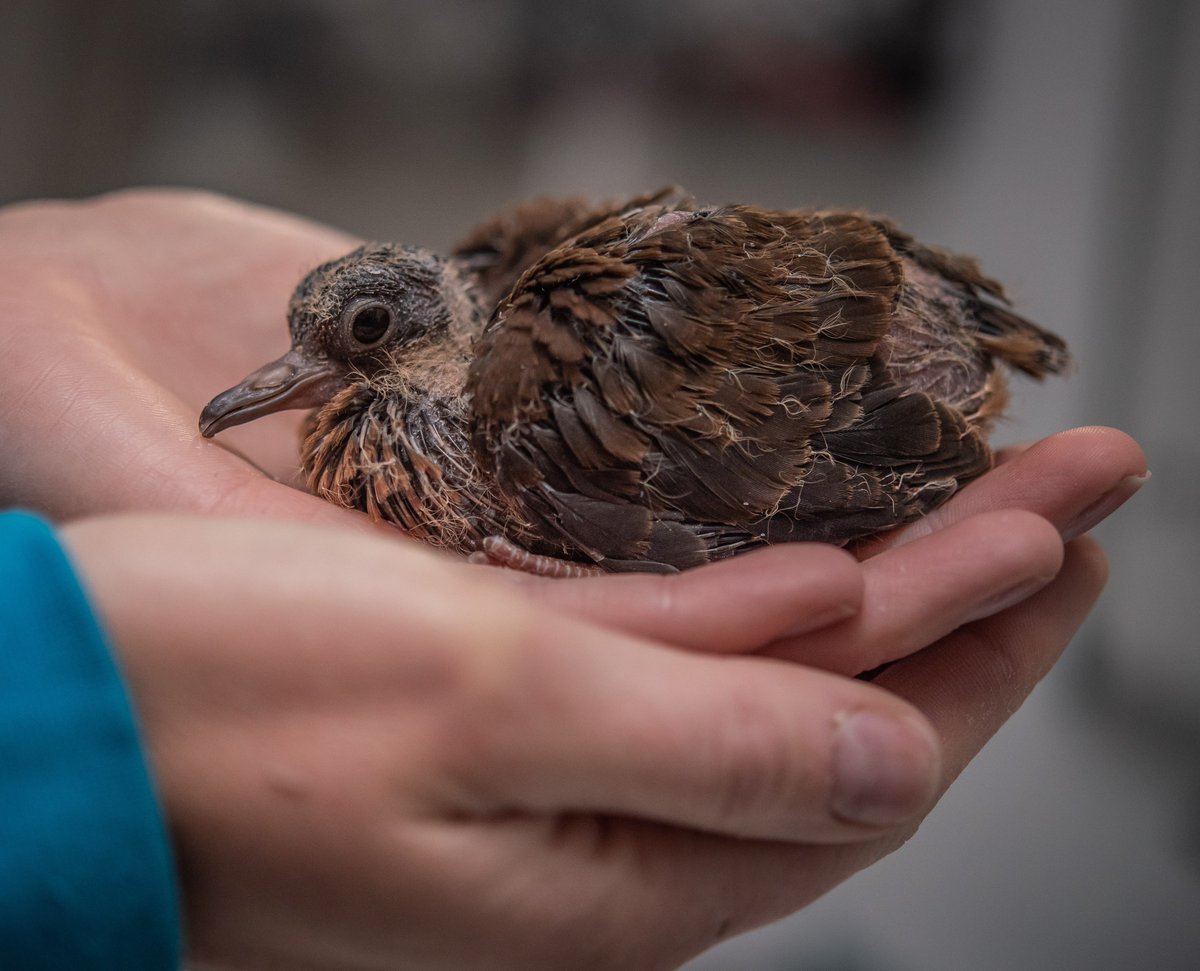 Chester Zoo tweet media