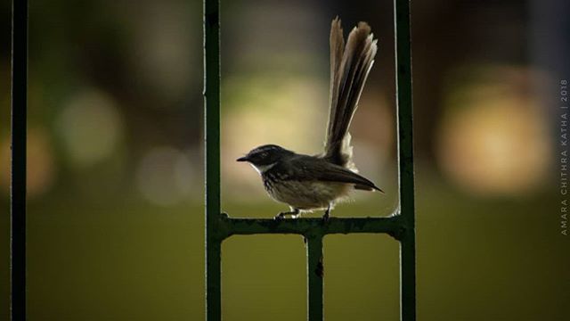amarkoushik07's tweet photo. Framed | White-browed Fantail.
.
#framed #whitebrowedfantail #fantail #bird #birdlife #birdman #birder #birds #birdlove #aves #avianlife #birdsong #your_best_birds #nuts_about_birds #mysuru #wildkarnataka #birdsaroundus #birdsofmysuru #birdsofkarnataka #… https://t.co/Gk6aLR5LhO https://t.co/mXHuYb5AG6