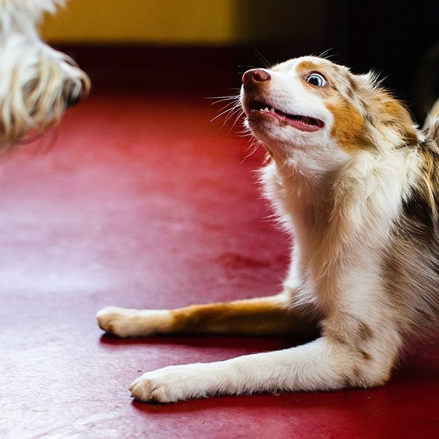 PetVetOnPatton's tweet photo. Friday, is that you!? 🤩
🐶: Ranger
#fridayfeels #soexcited
.
.
.
.
.
#petvetonpatton #fotobycoco #asheville #ashevilledog #828isgreat #avltoday #doggiedaycare #theweekoninstagram #dogcrushdaily #pupstagram #dailybarker #inspiredbypets #happiestpups #happydog #dog_features #da… https://t.co/DVS9OLO0aN