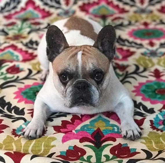 InAWaverlyWorld's tweet image. Get your paws on our prints!
📷: @chichithefrenchie