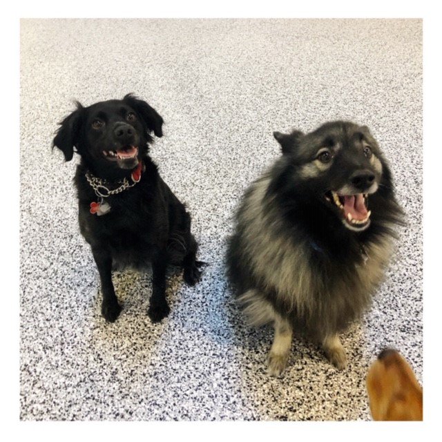 "Quick! Take the picture before Tobi crashes it!" - Yogi