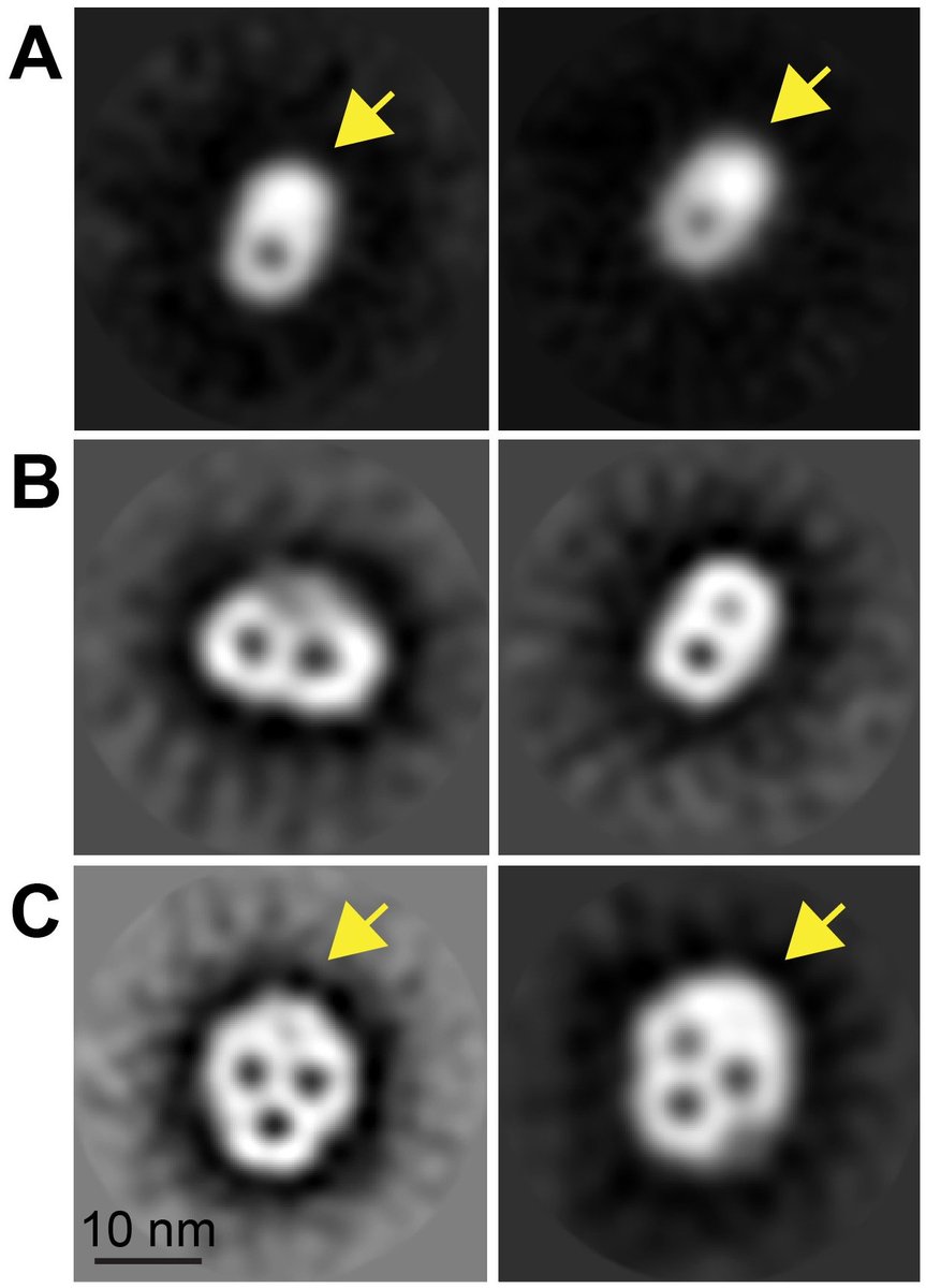 abhijith_makki's tweet photo. Our work on a molecular machine called the #TOMcomplex which mediates the translocation of proteins into an anaerobic form of #mitochondria known as #hydrogenosomes in a human parasite, #Trichomonas is now online on @PLOSBiology: https://t.co/ywe5pi4BPJ
#openaccess https://t.co/sE4B4UIbiP